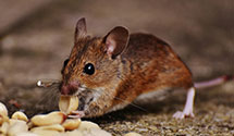 24 Hour & Emergency Exterminators in Westfield, NJ